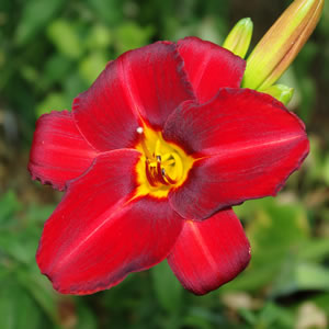 Hemerocallis Scarlet Tanager